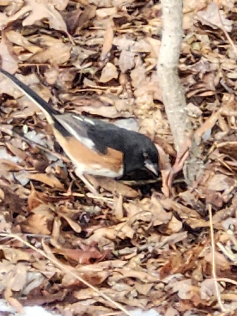 Eastern Towhee - ML628919856