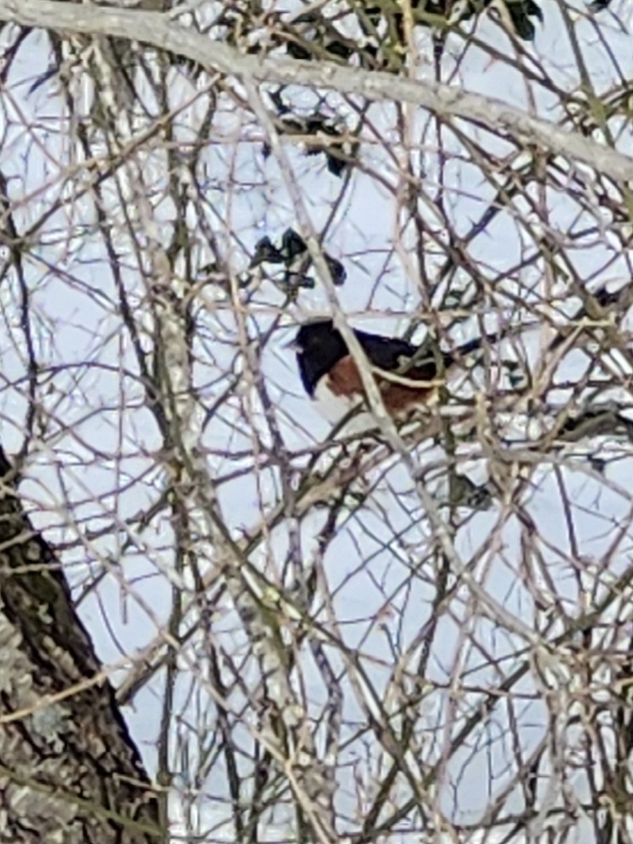 Eastern Towhee - ML628919857