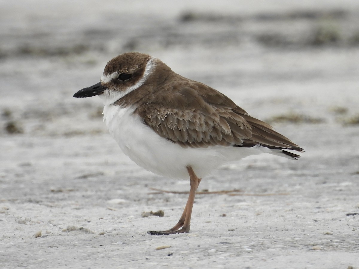 Wilson's Plover - ML628919892