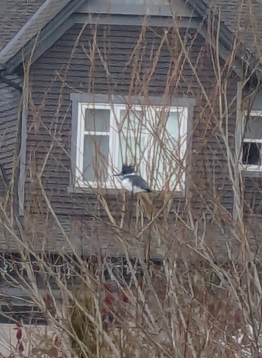 Belted Kingfisher - ML628919897