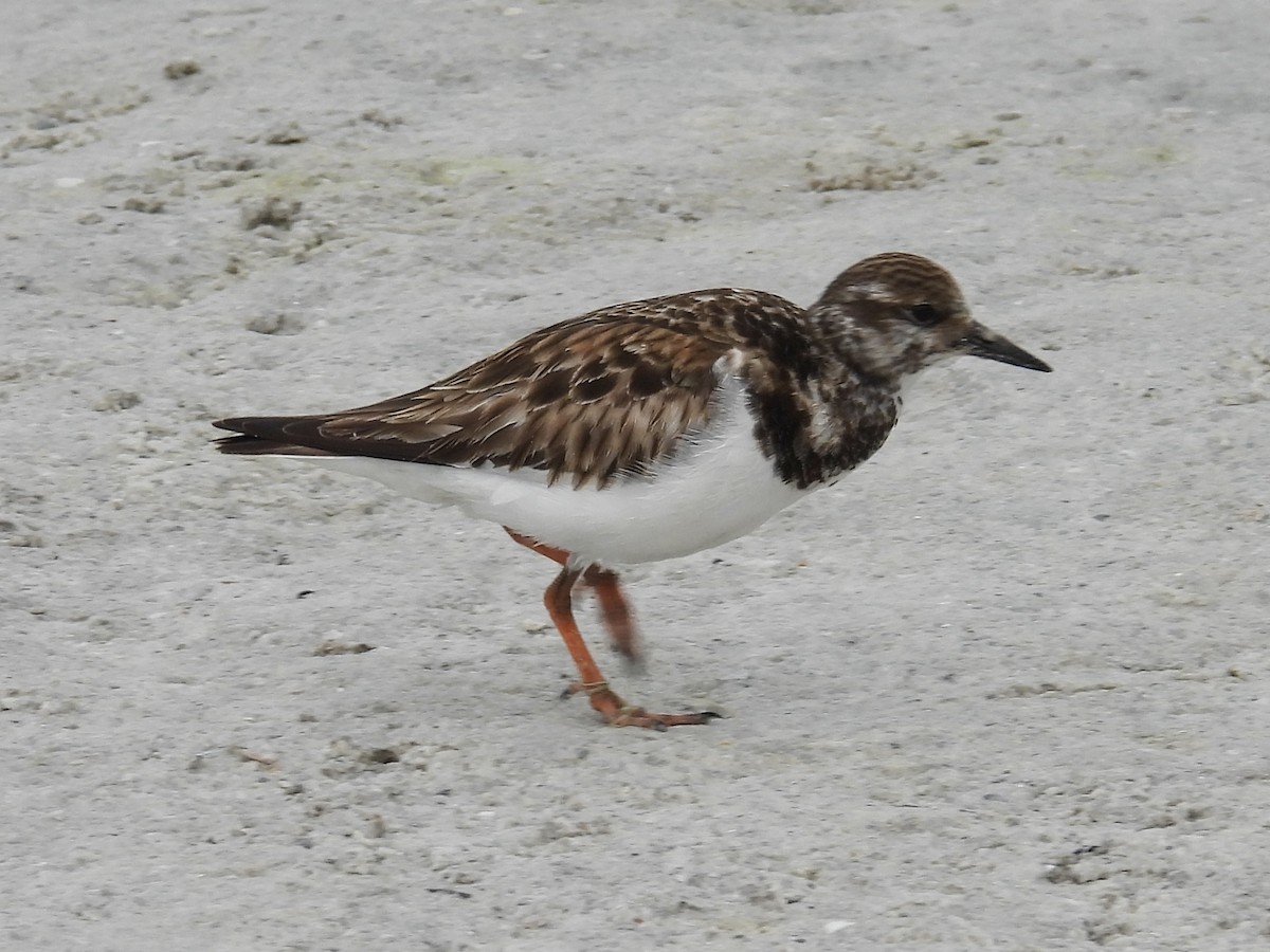 Ruddy Turnstone - ML628919938