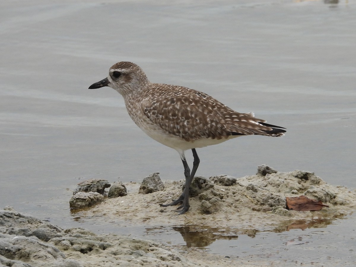 Black-bellied Plover - ML628920023