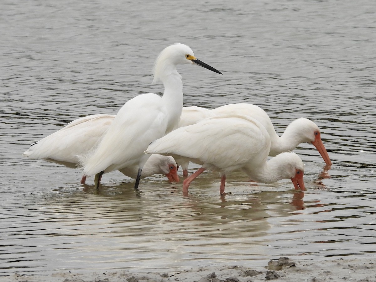 Snowy Egret - ML628920029