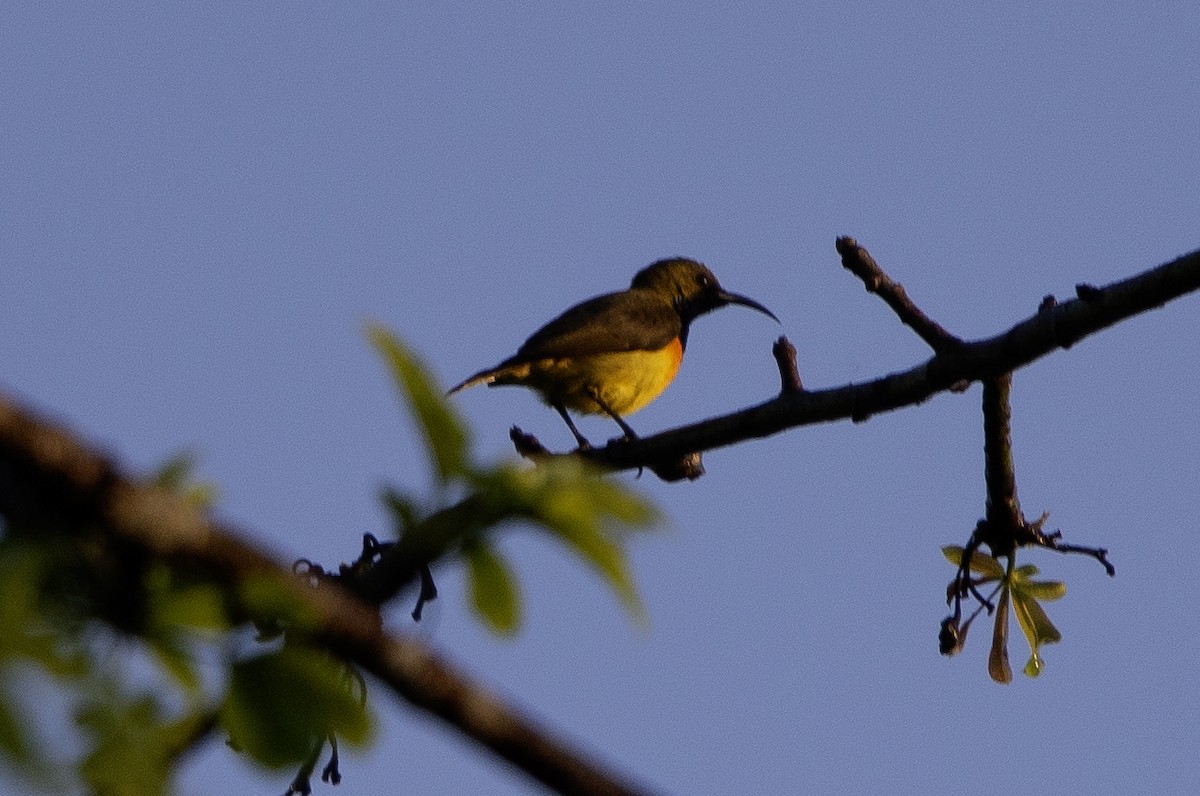 Palawan Sunbird - ML628920030