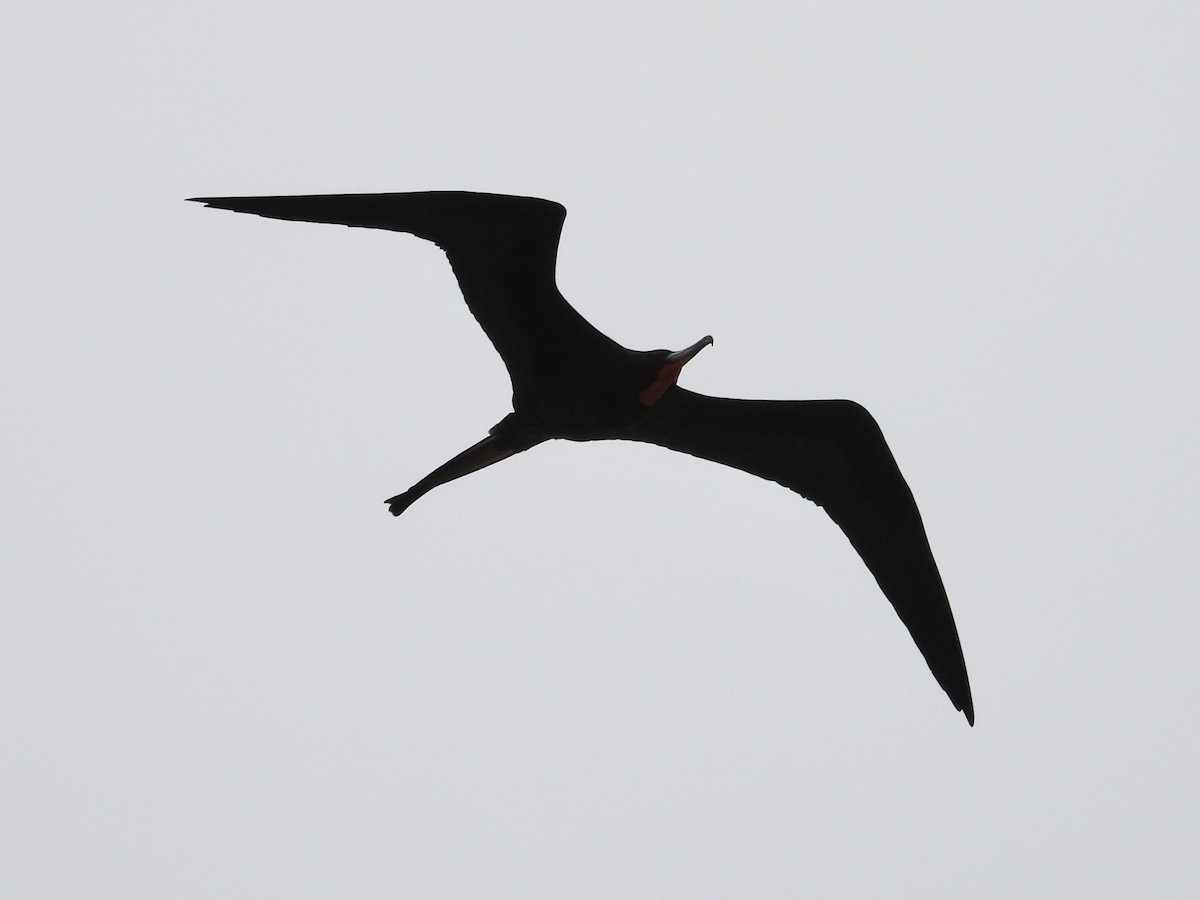Magnificent Frigatebird - ML628920042