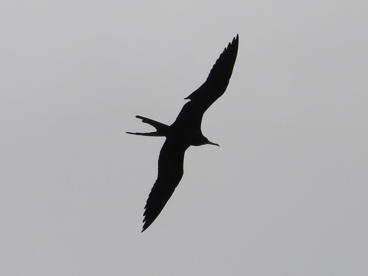 Magnificent Frigatebird - ML628920043