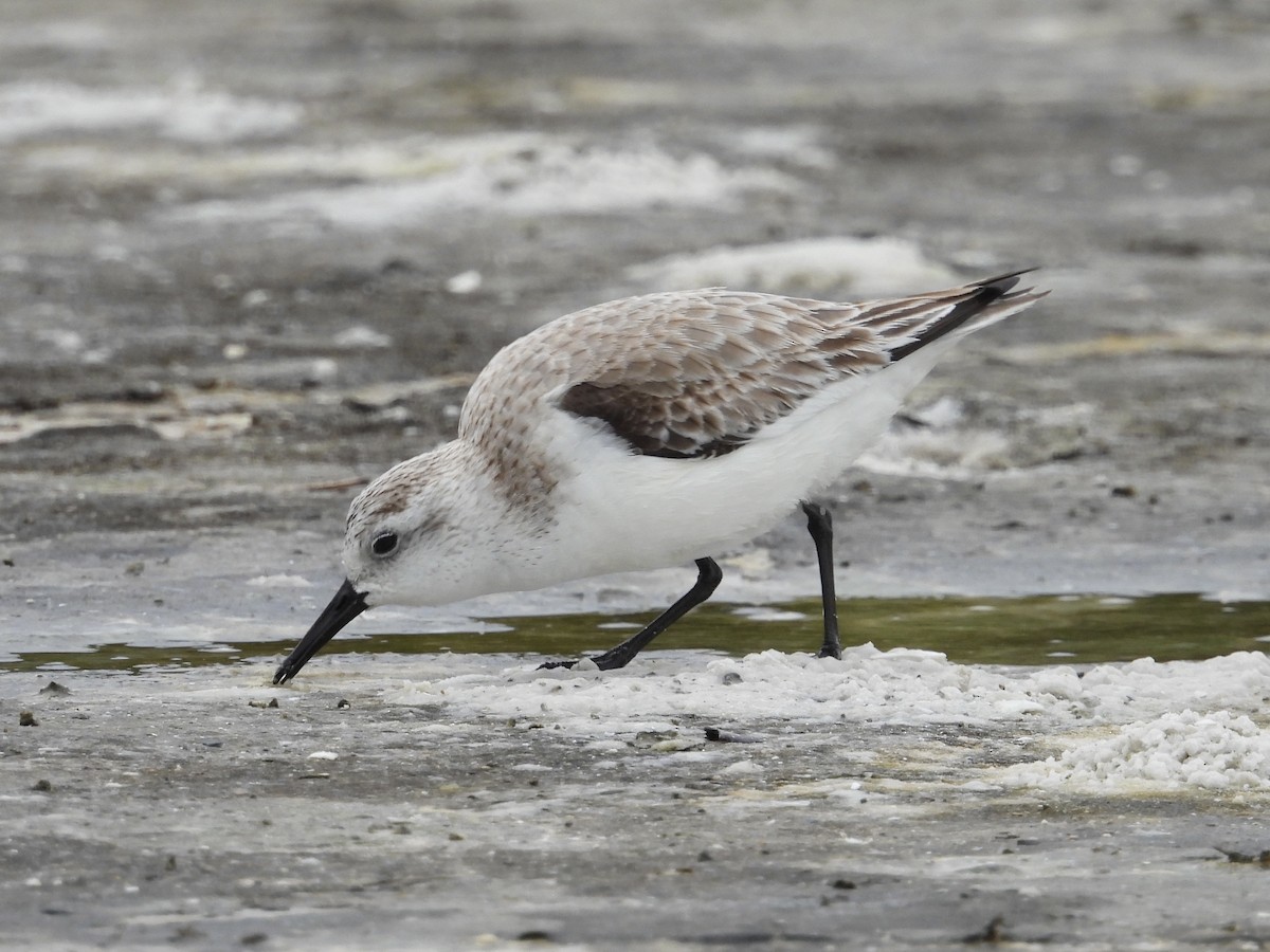 Sanderling - ML628920103