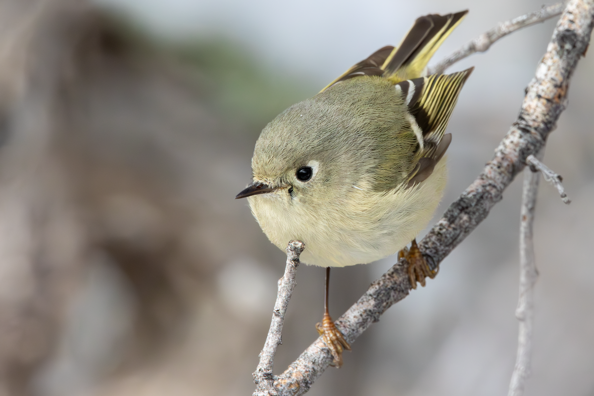 Ruby-crowned Kinglet - ML628920172