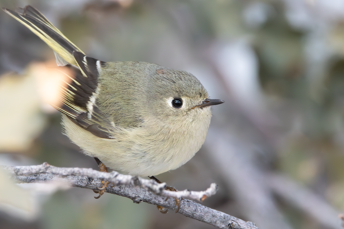 Ruby-crowned Kinglet - ML628920173