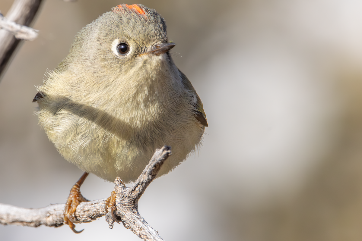 Ruby-crowned Kinglet - ML628920176