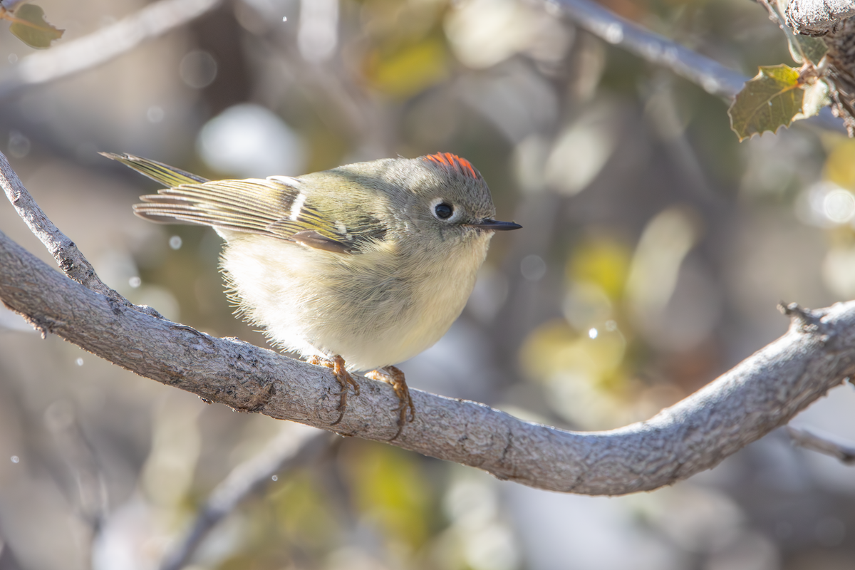 Ruby-crowned Kinglet - ML628920177