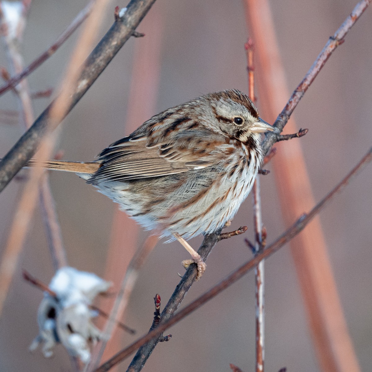 Song Sparrow - ML628920239