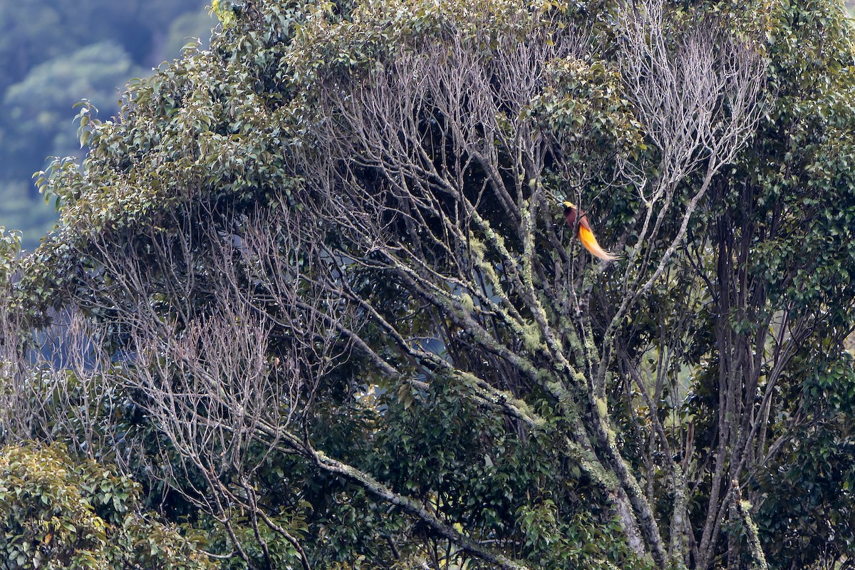 Lesser x Raggiana Bird-of-Paradise (hybrid) - ML628920637
