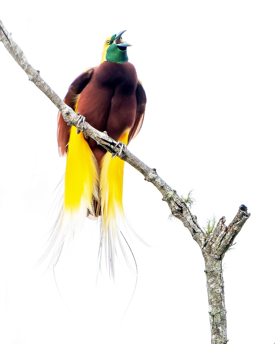 Lesser Bird-of-Paradise - ML628920653