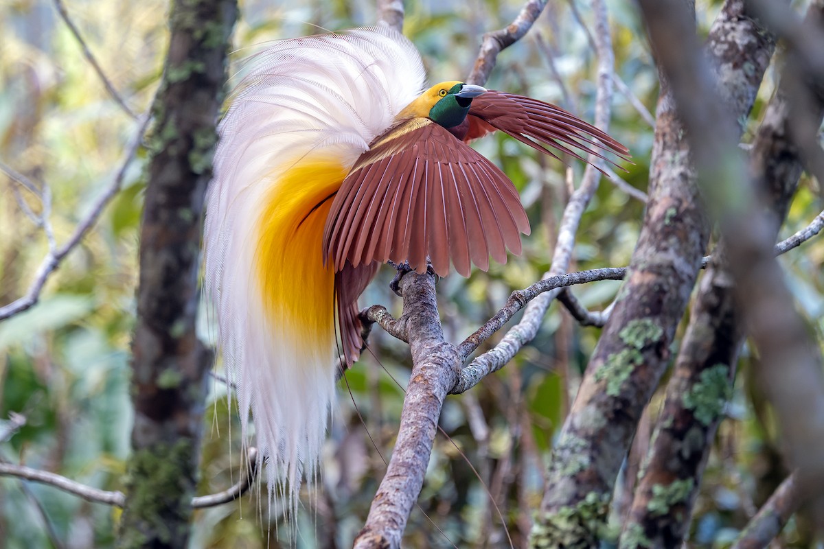 Lesser Bird-of-Paradise - ML628920675