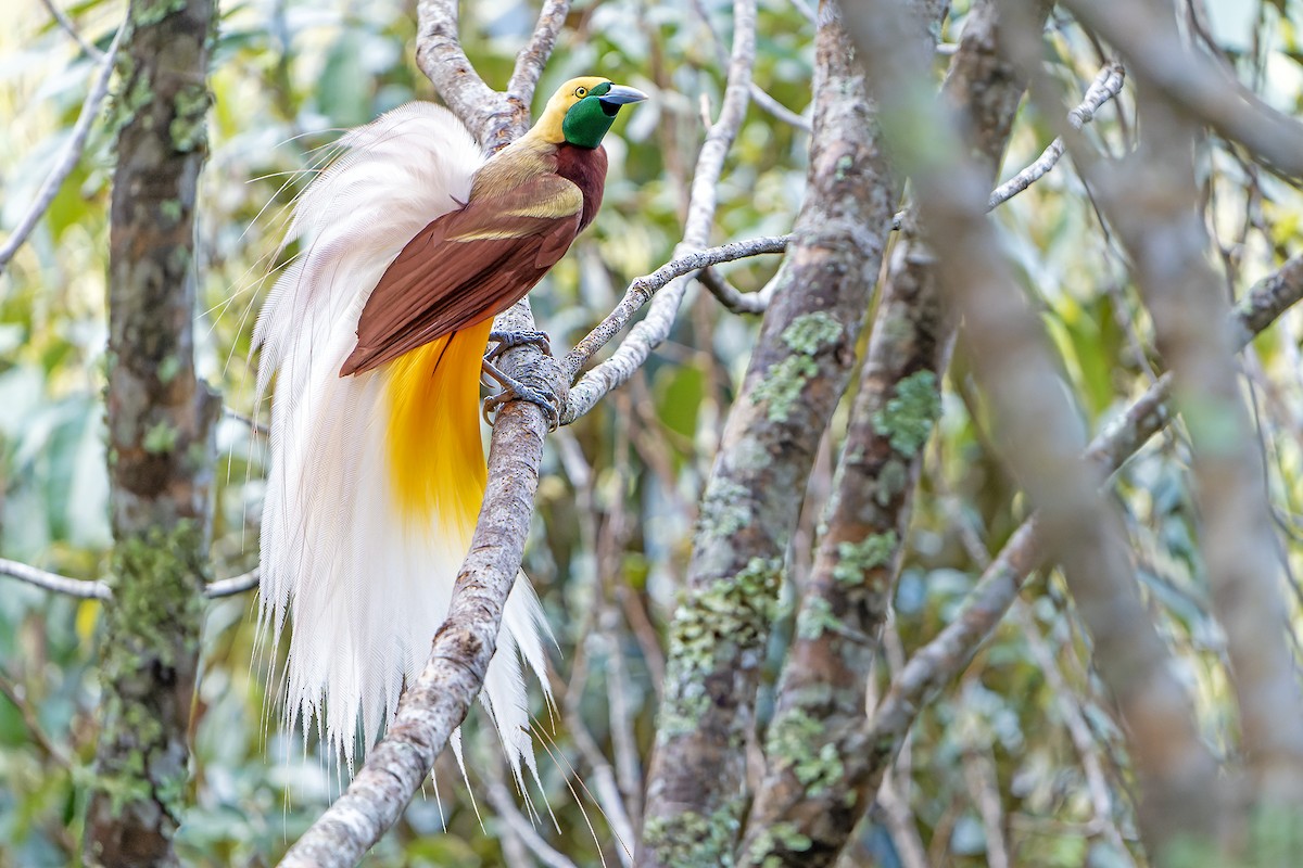 Lesser Bird-of-Paradise - ML628920687