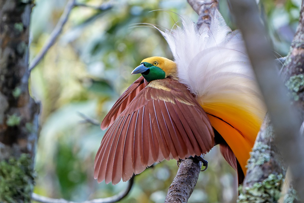 Lesser Bird-of-Paradise - ML628920700