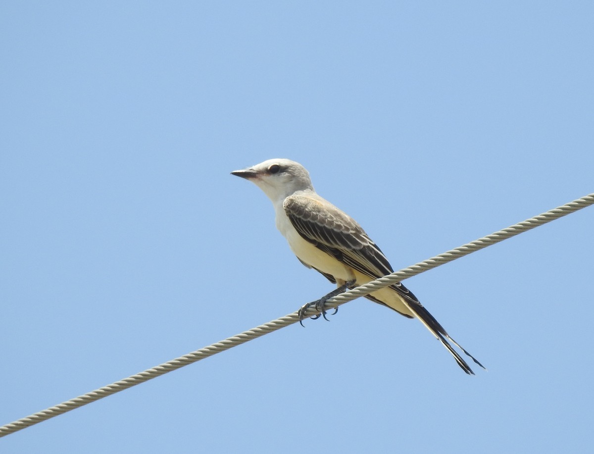 Scissor-tailed Flycatcher - Chris Davis