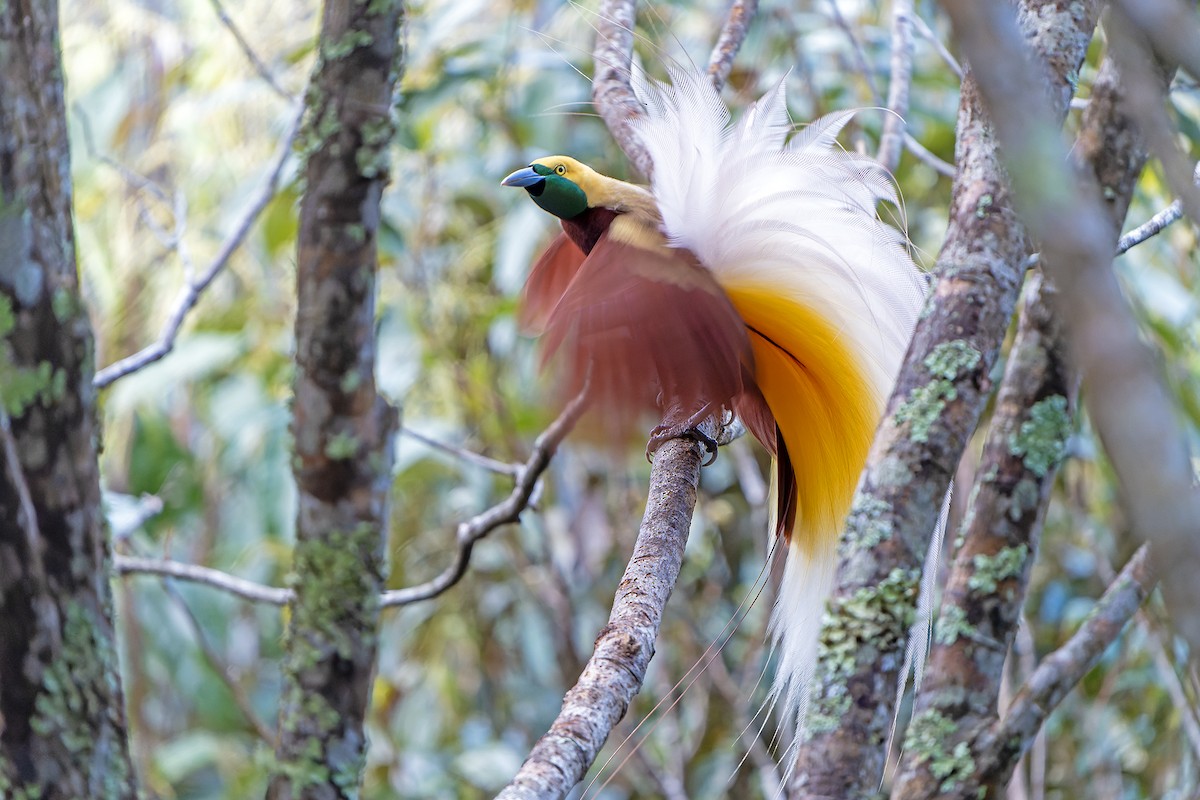 Lesser Bird-of-Paradise - ML628920714