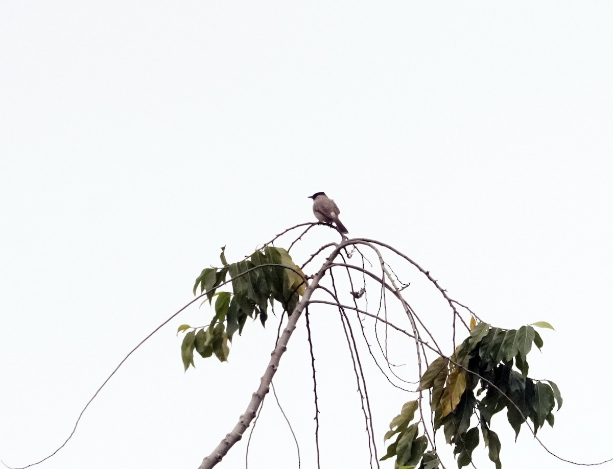 Sooty-headed Bulbul - ML628920798