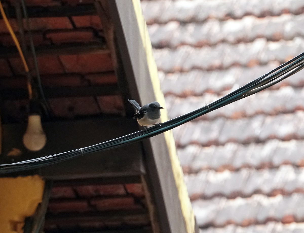 Oriental Magpie-Robin - ML628920816