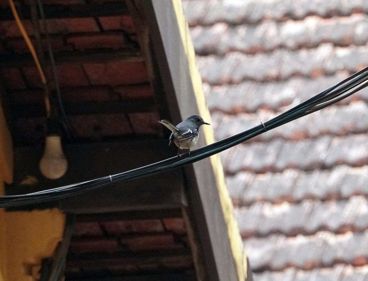 Oriental Magpie-Robin - ML628920817