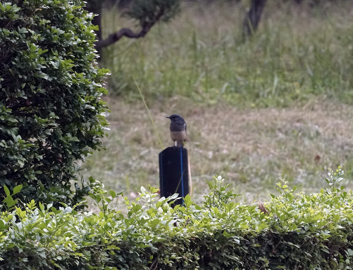 Oriental Magpie-Robin - ML628920818