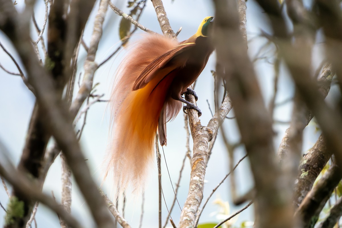 Lesser x Raggiana Bird-of-Paradise (hybrid) - ML628920836