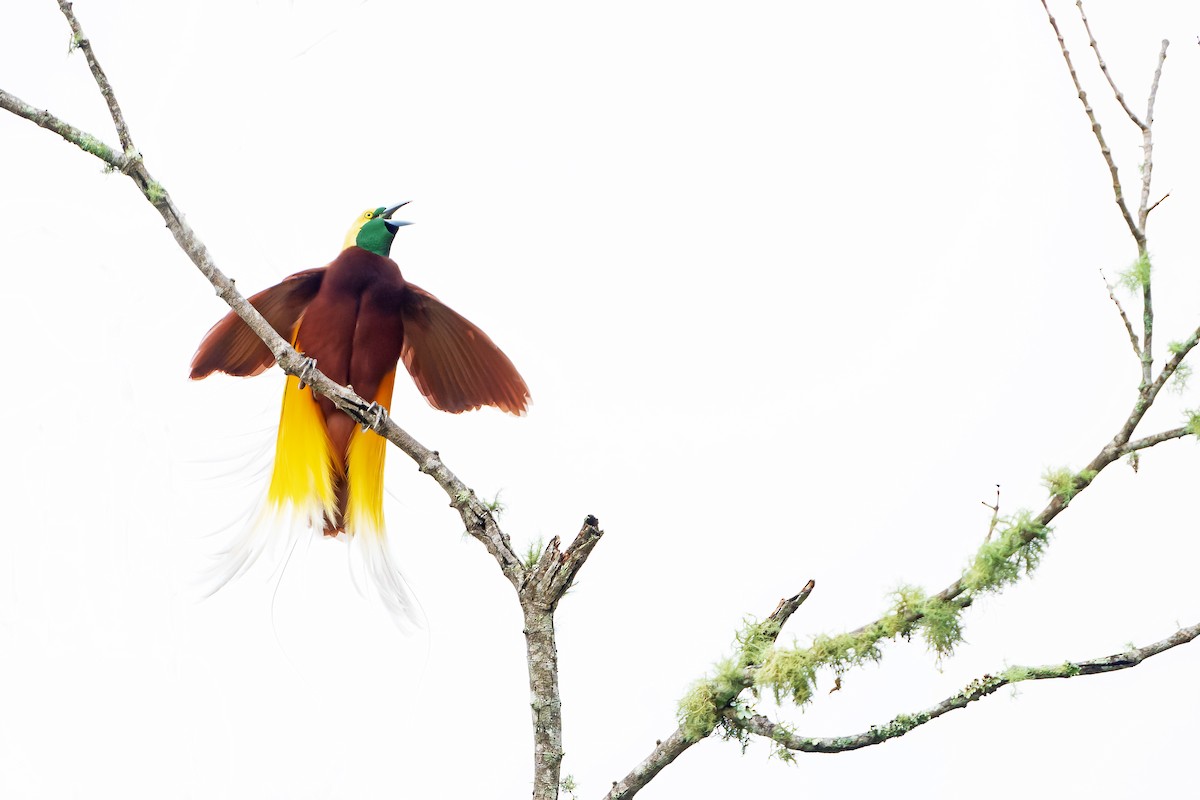 Lesser Bird-of-Paradise - ML628920931