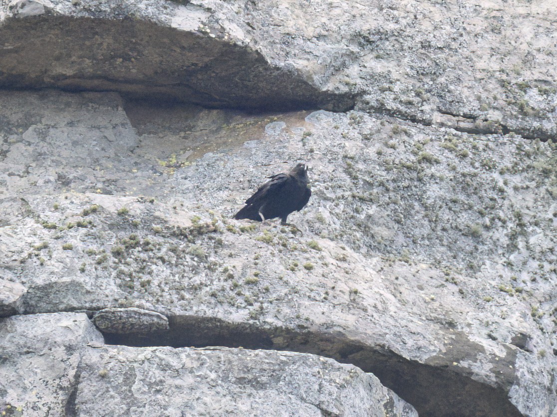 White-necked Raven - ML628921011