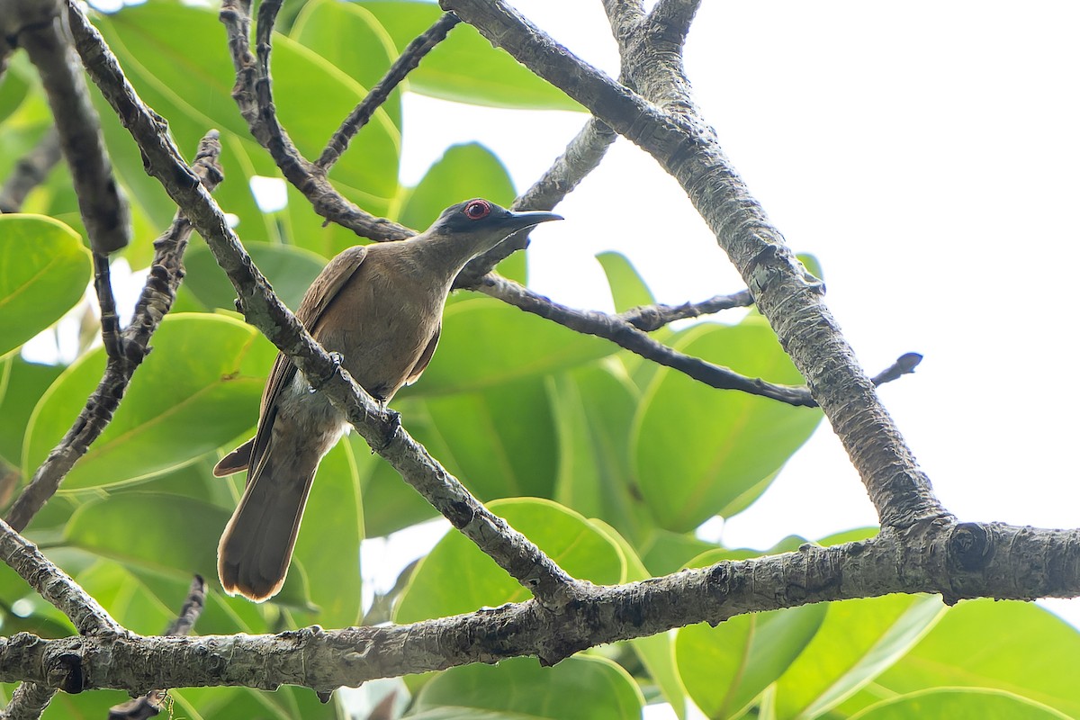 Long-billed Cuckoo - ML628921049