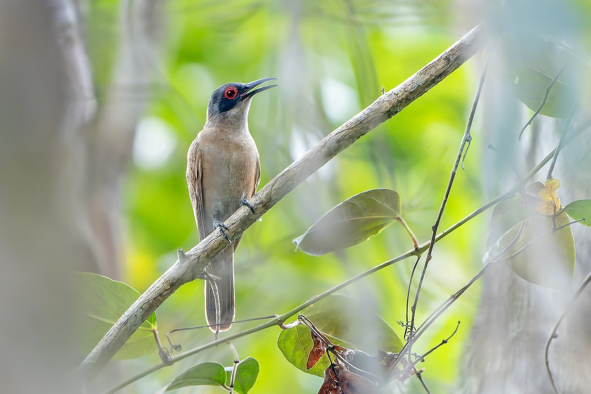 Long-billed Cuckoo - ML628921050
