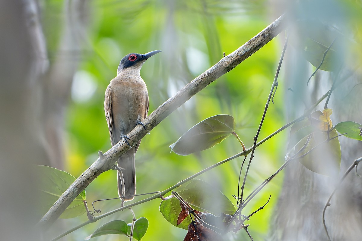 Long-billed Cuckoo - ML628921051