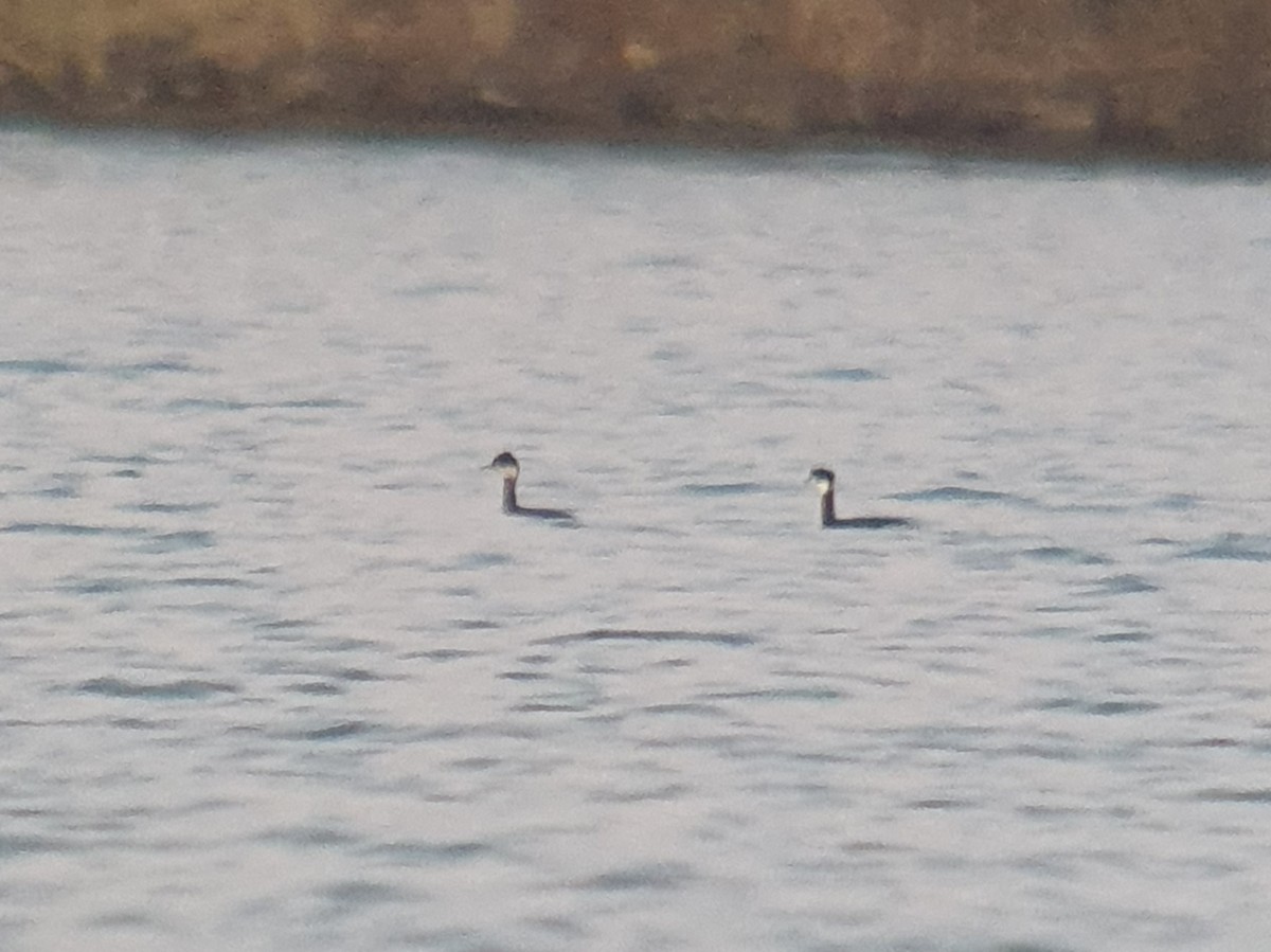 Eared Grebe - ML628921257