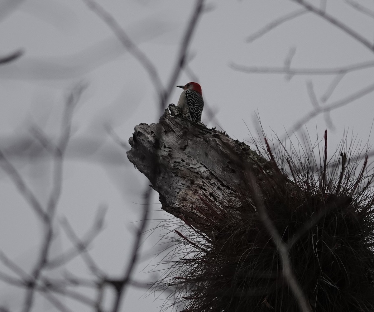 Red-bellied Woodpecker - ML628921282
