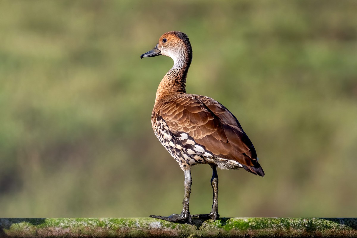 West Indian Whistling-Duck - Ashley Pichon