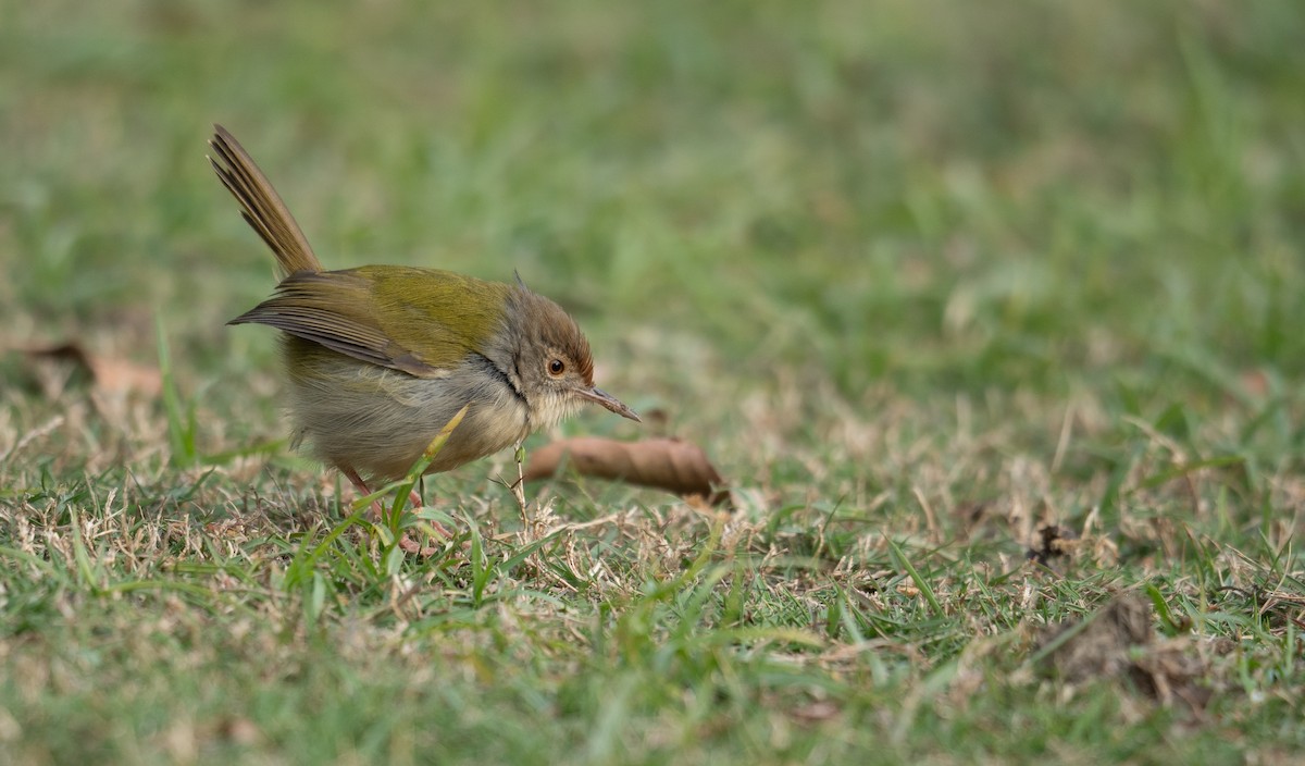 Common Tailorbird - ML628921352