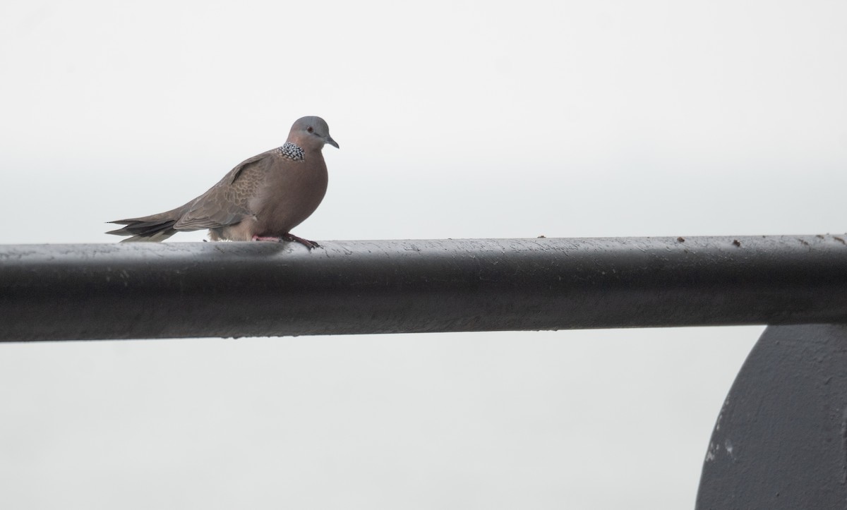 Spotted Dove - ML628921365