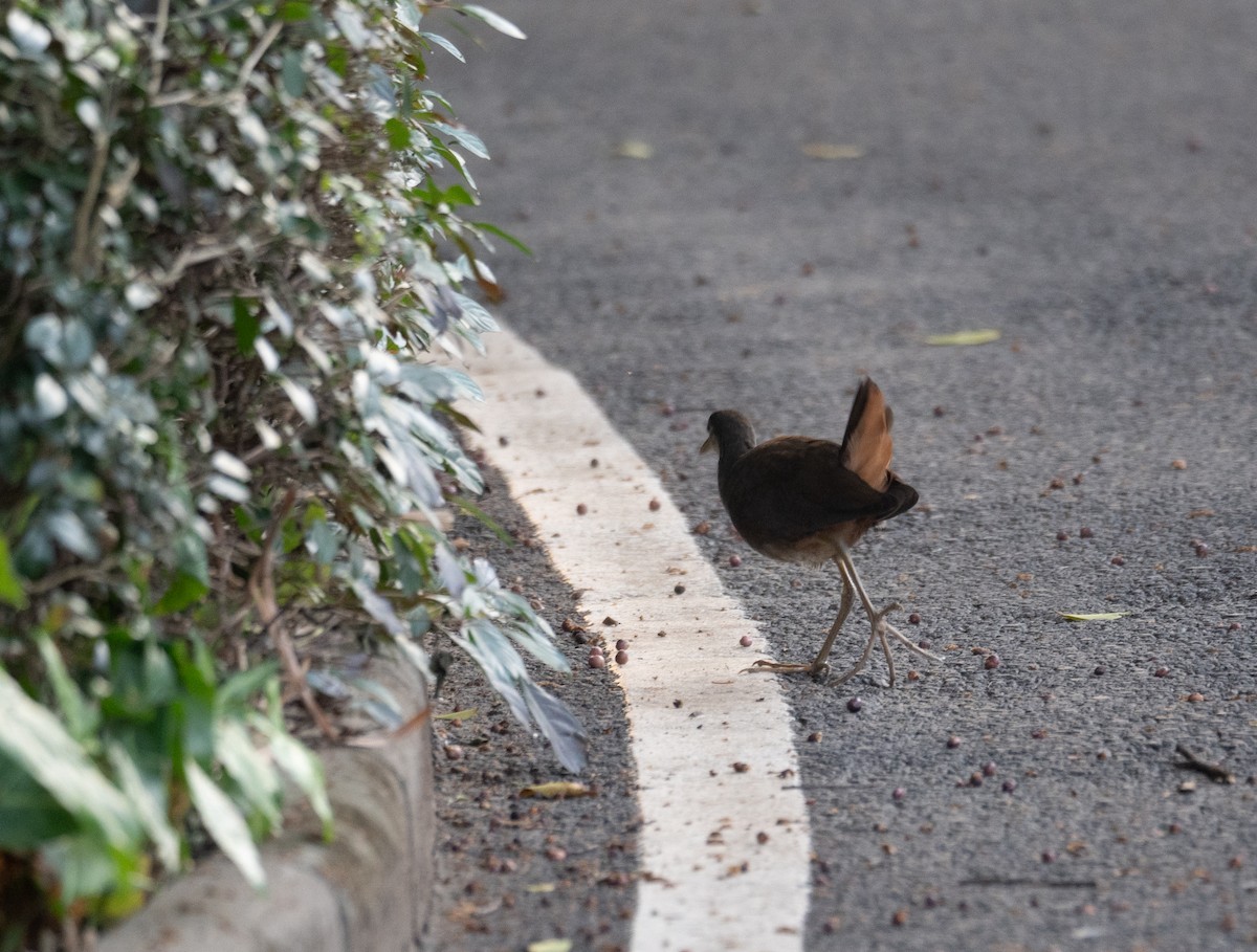 White-breasted Waterhen - ML628921391
