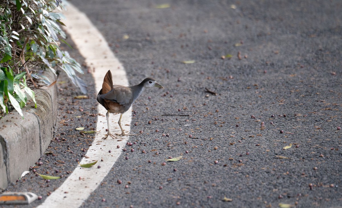 White-breasted Waterhen - ML628921392