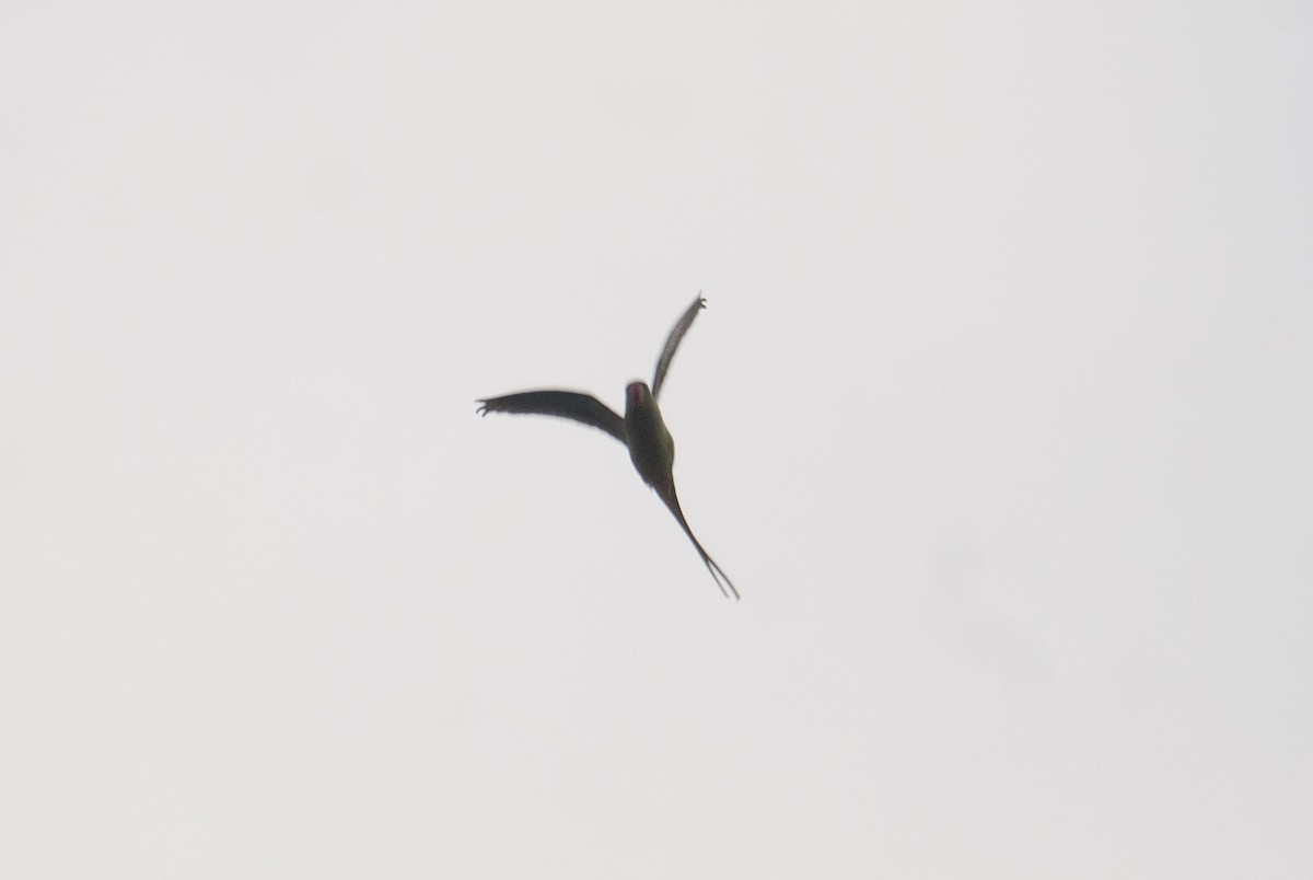 Alexandrine/Rose-ringed Parakeet - ML628921405