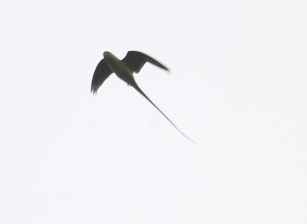 Alexandrine/Rose-ringed Parakeet - ML628921409