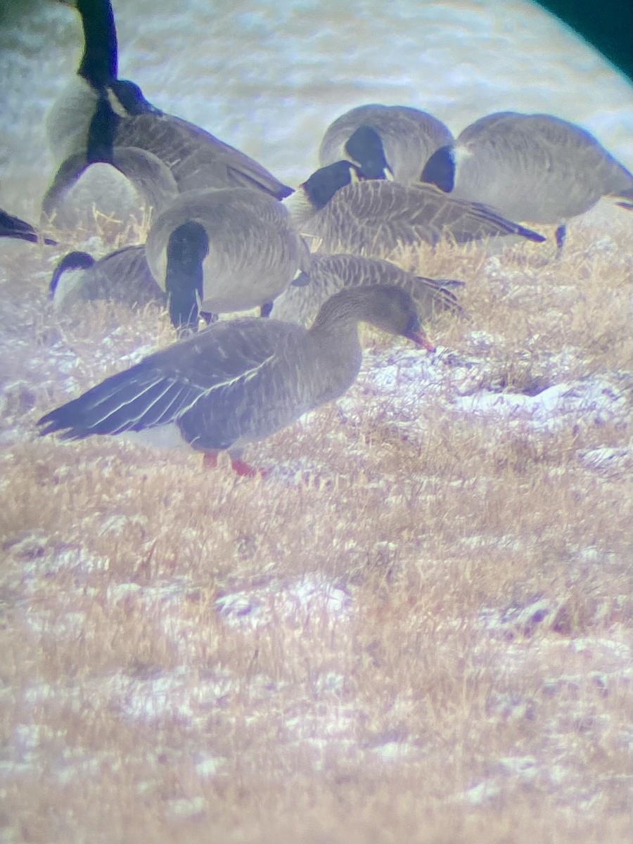 Taiga Bean-Goose - ML628921631