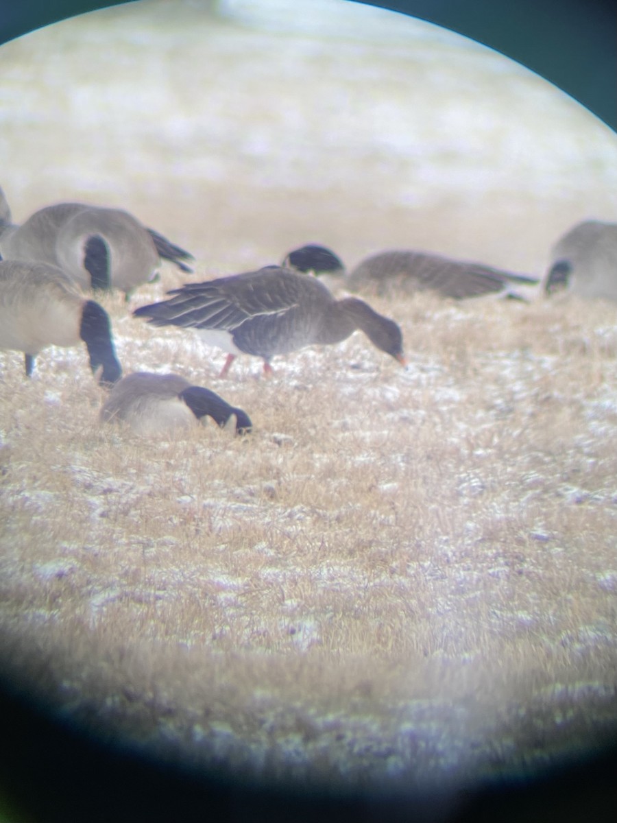 Taiga Bean-Goose - ML628921632