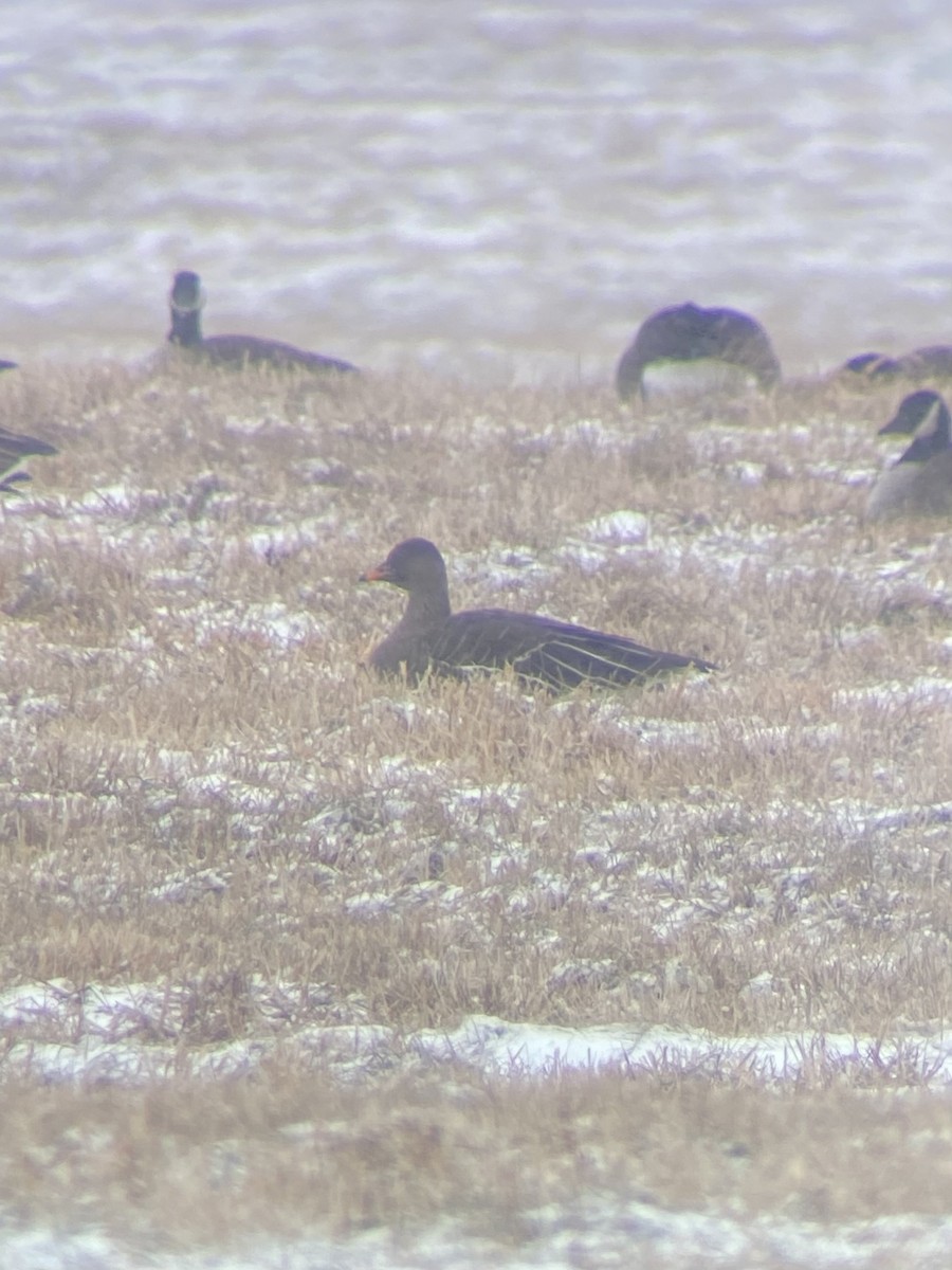 Taiga Bean-Goose - ML628921633