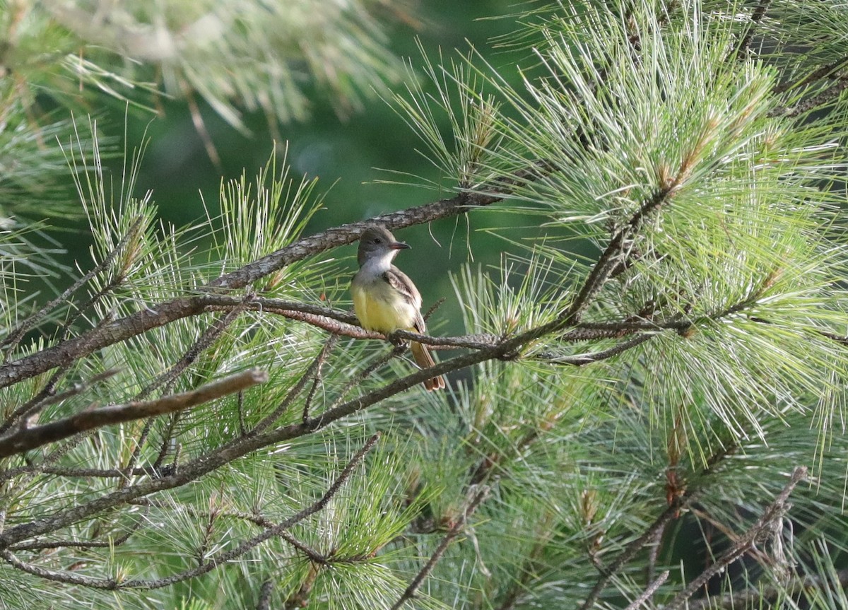 lundtyrann - ML628921712