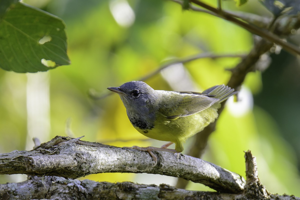 Graukopf-Waldsänger - ML628922020