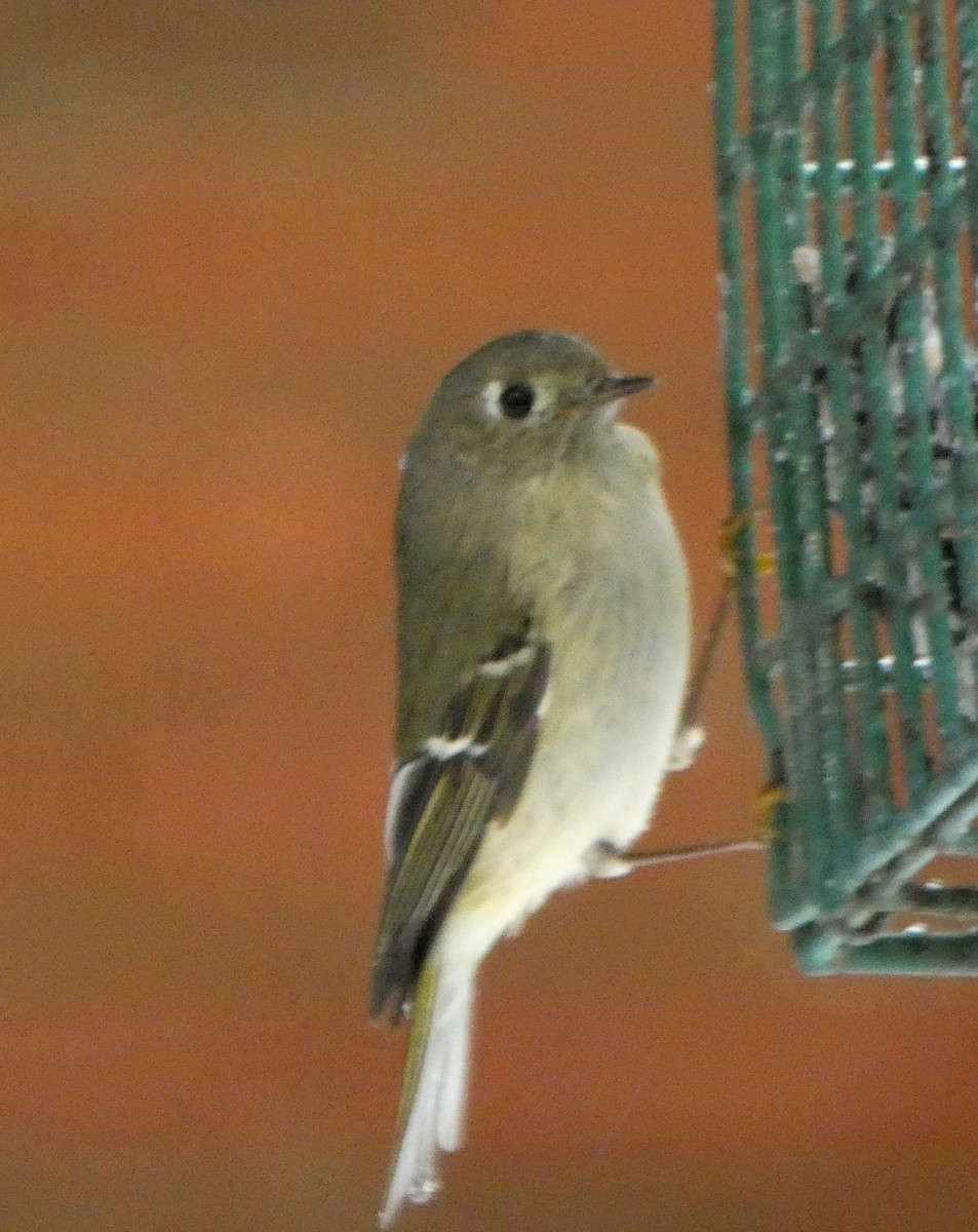 Ruby-crowned Kinglet - ML628922059