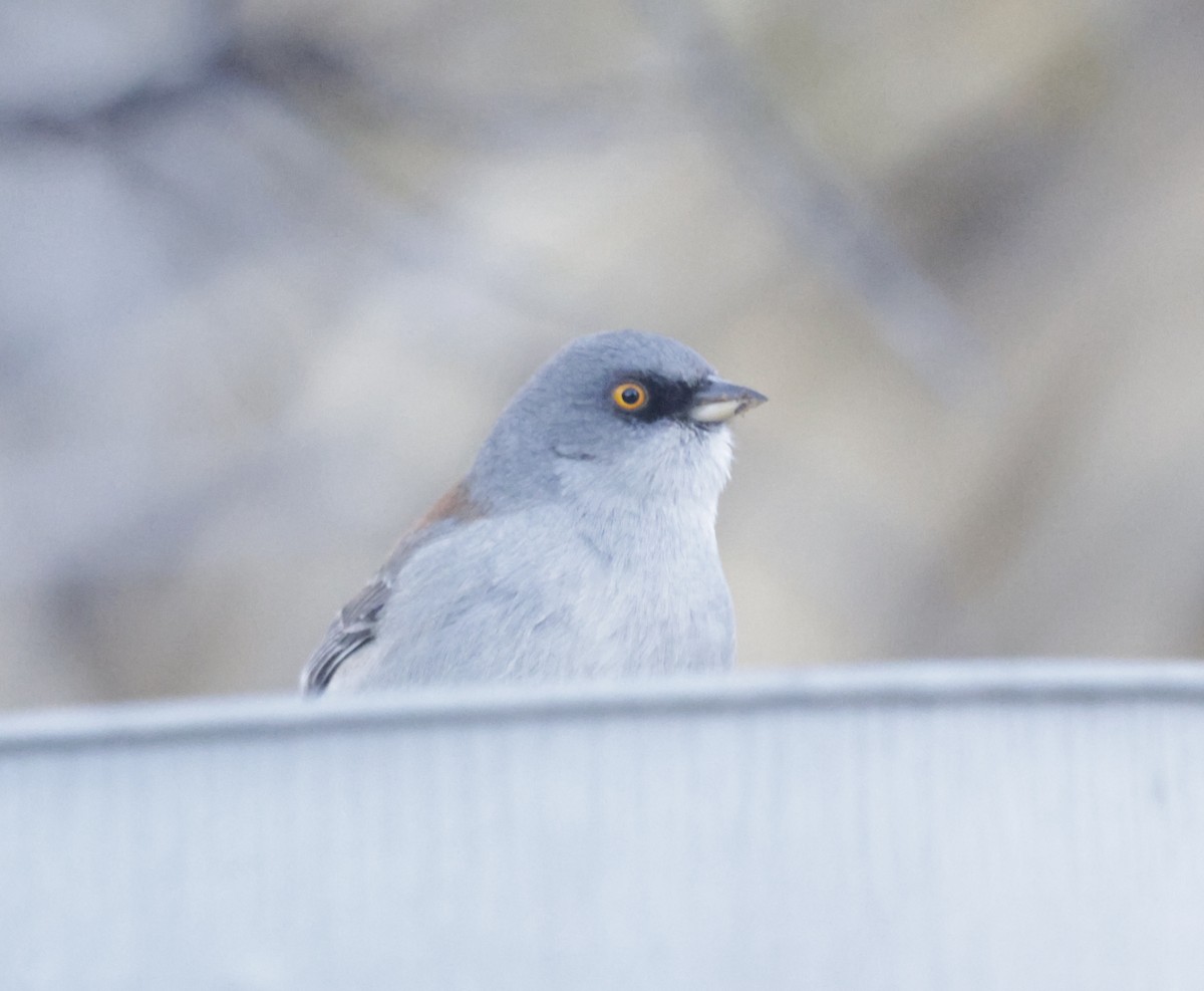 Yellow-eyed Junco - ML628922094