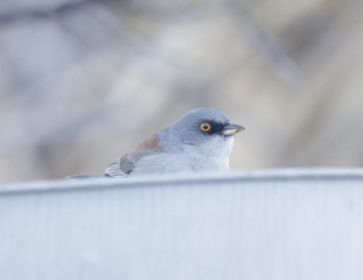 Yellow-eyed Junco - ML628922098